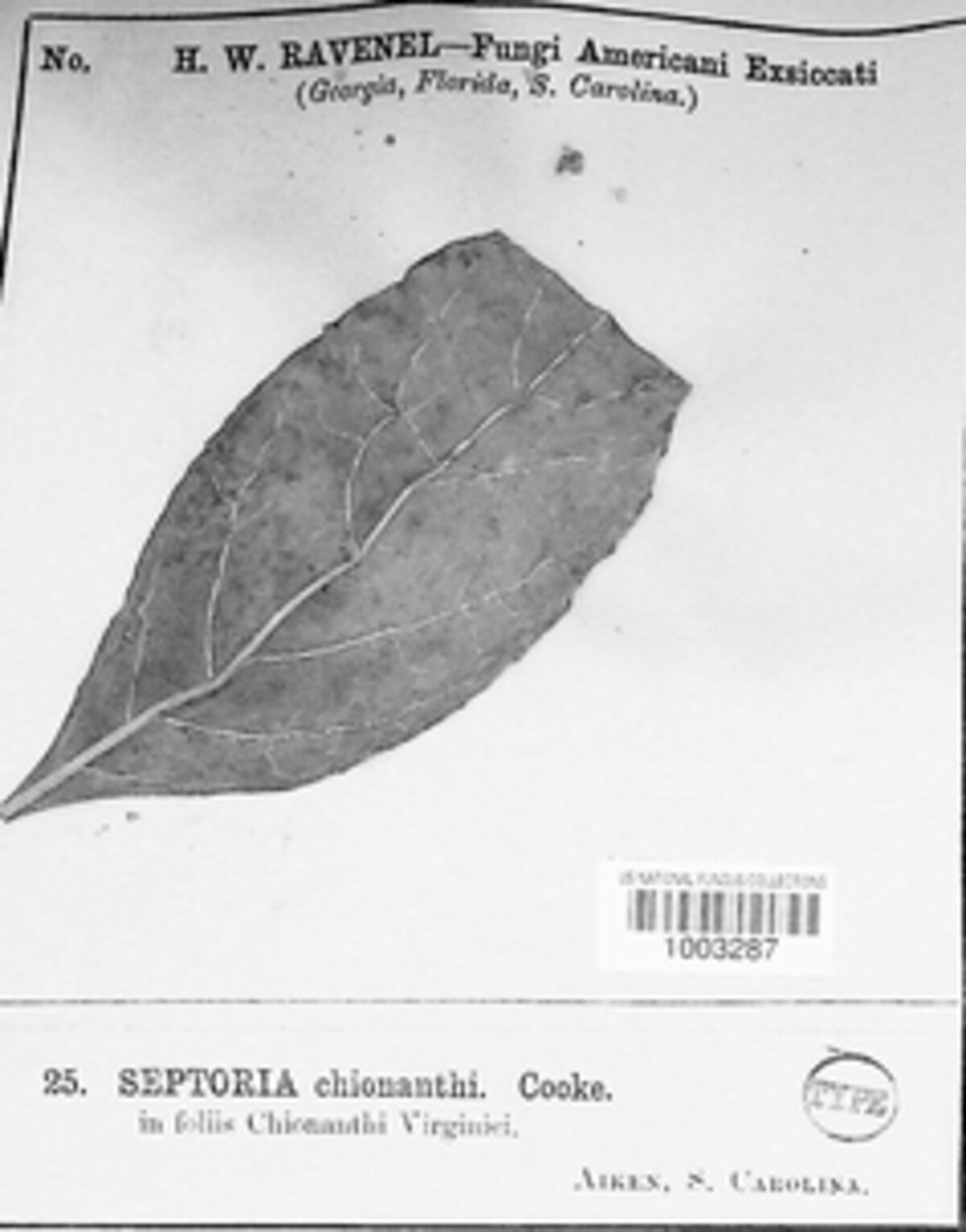 Septoria chionanthi image